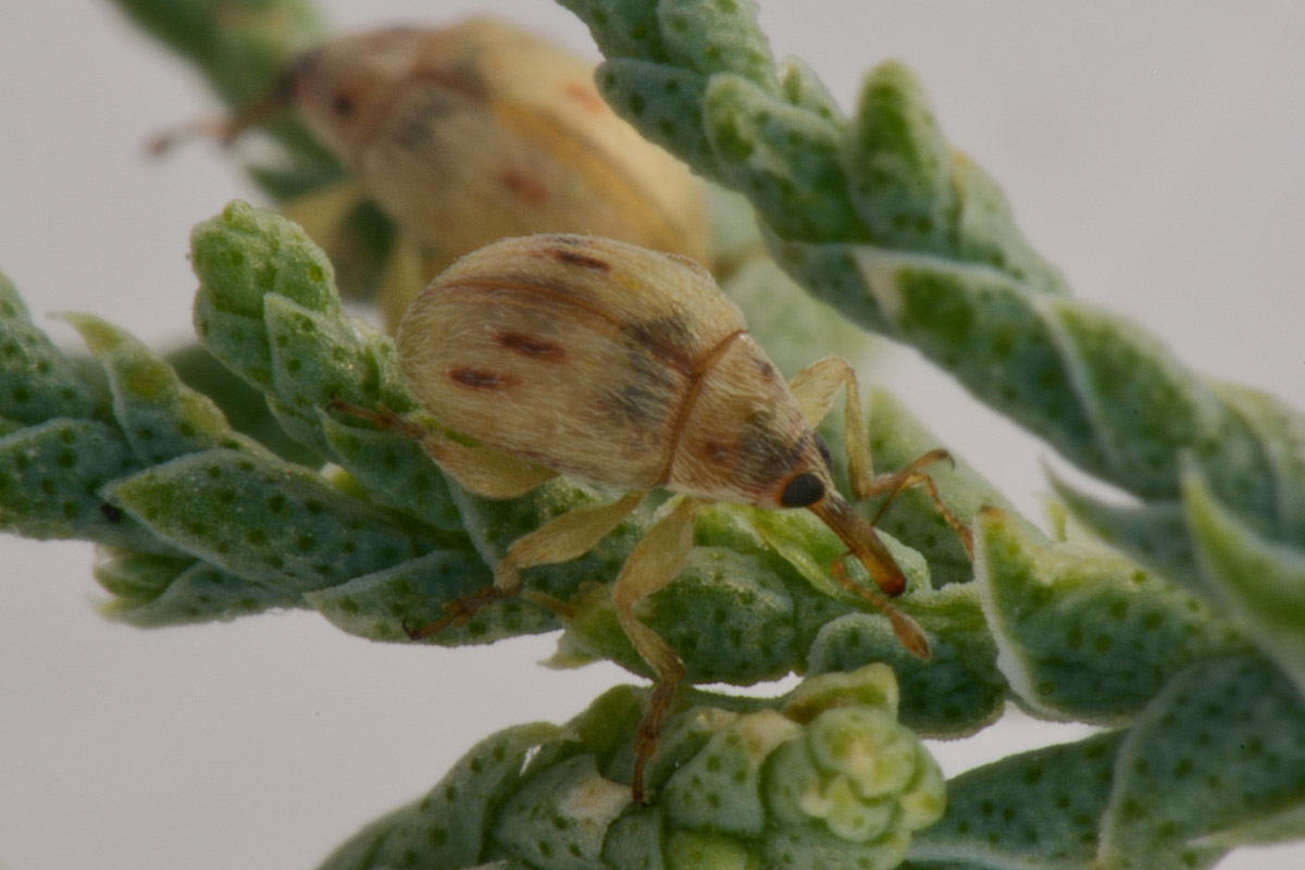 Nanophyidae:  Corimalia sp?   No,  Allomalia quadrivirgata